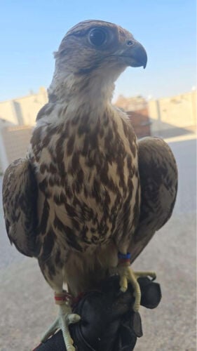 حر من حر اقرأ الوصف 
