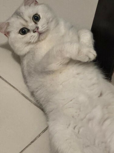 Scottish fold pure cats