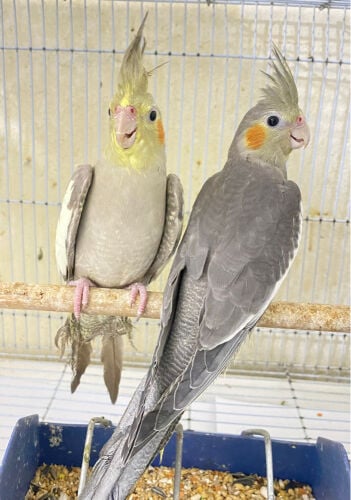  2 cocktail with cage =Qr350