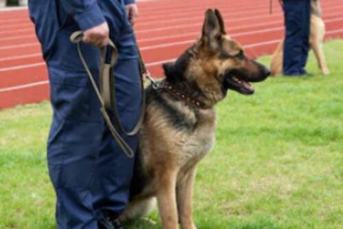 K9 dogs trainer Available