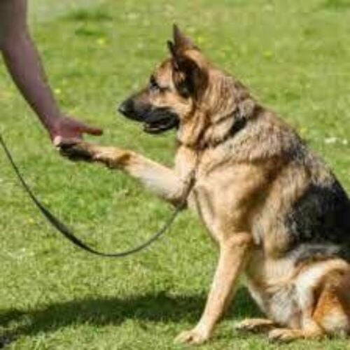 private Home Dogs trainer Available