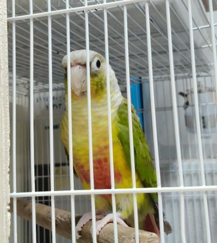 conure pair
