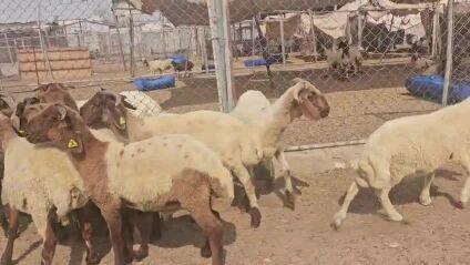 للبيع خرفان بلديه سمينه