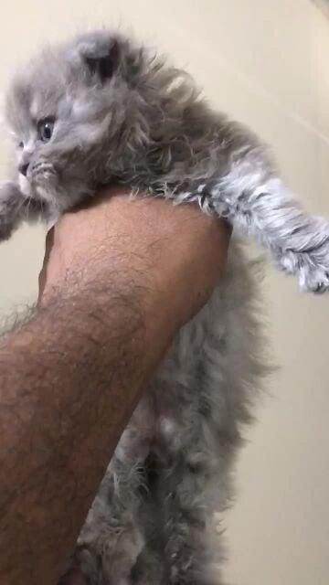 Scottish fold longhair 