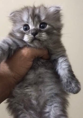 Scottish fold longhair 