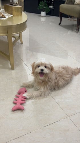 peanut maltese 