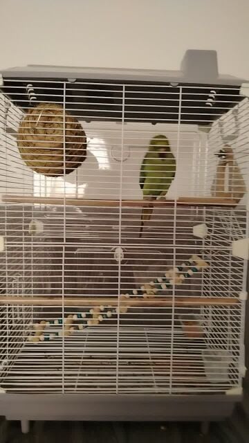 Trained indian ringneck parrot