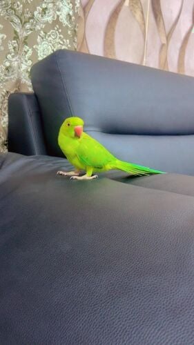 green Indian parrot