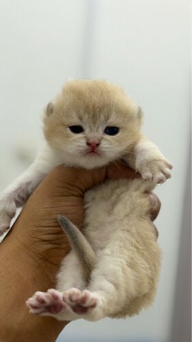 British Shorthair