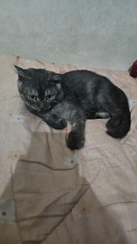 british short hair mix smoke type