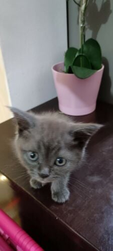 British short hair breed,