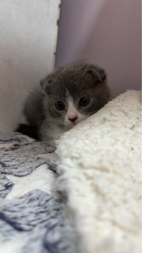 scottish fold for sale 