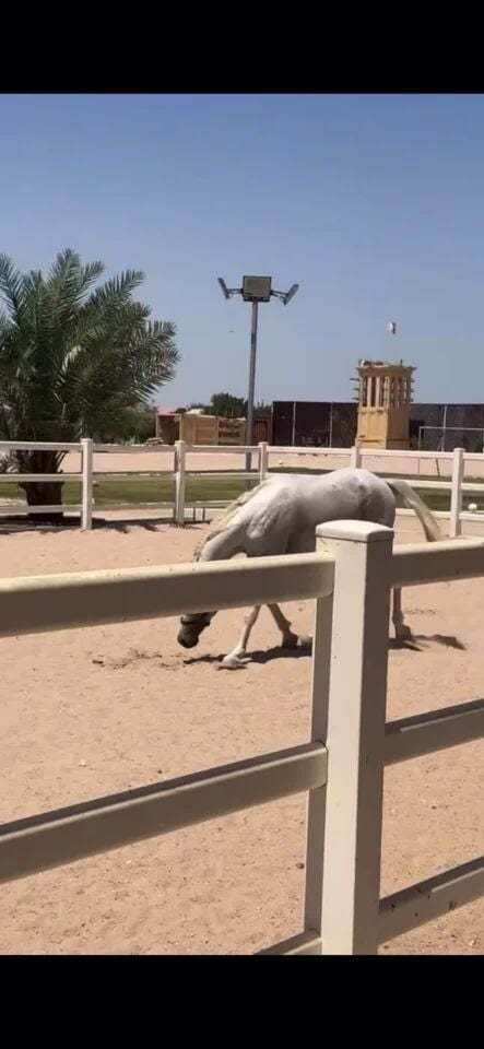 حصان عربي 