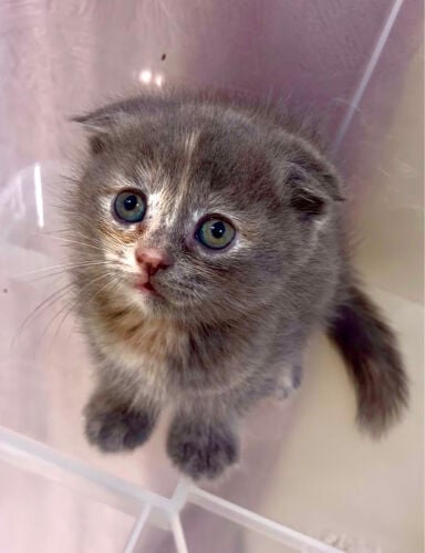 kittens