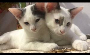 2 kittens for adoption