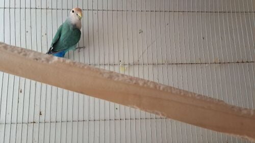 Female Roseicollis for sale