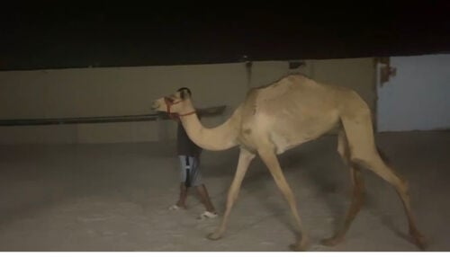للبيع بكار ثنتين