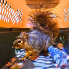 Eastern Fox Squirrel couple 