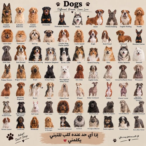 متوفر كلاب للتبني