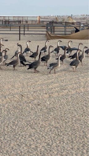 وز عراقى