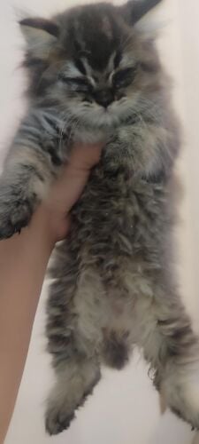 Persian