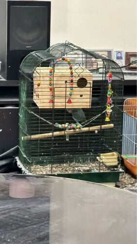 5 african love birds with 1 cage 