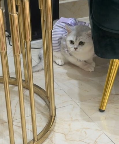 نثيه برتش