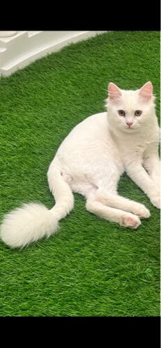 Two cats for adoption