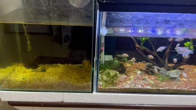 2 aquarium full setup with fishes