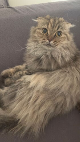 Female cat for adoption 