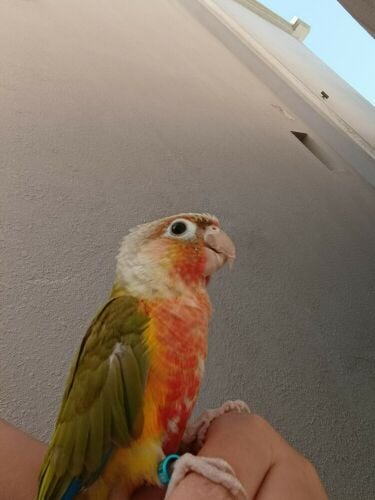 conure pineapple