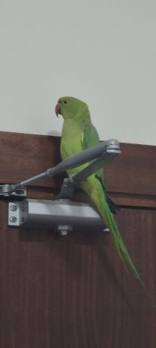 bird