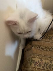 lilly