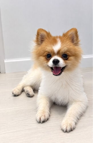 Pomeranian 