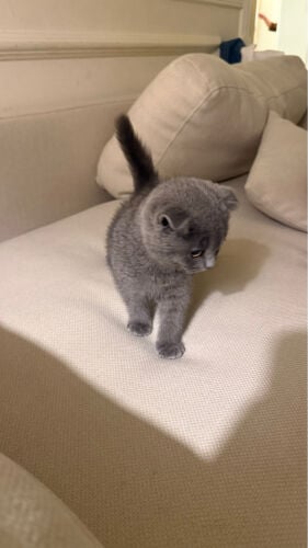 grey Scottish cat
