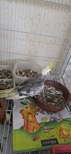 cocktail home breeding bird