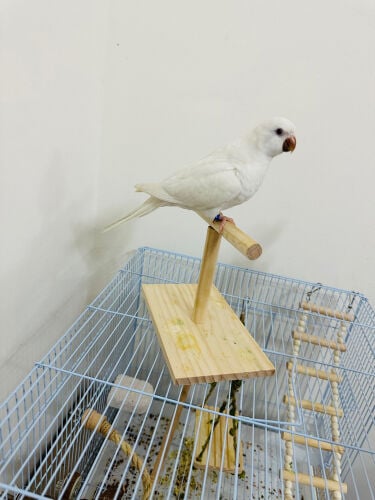 Very tame Quaker parrot
