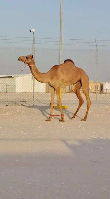 بكره لقية