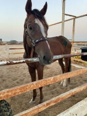 خيل جمال 