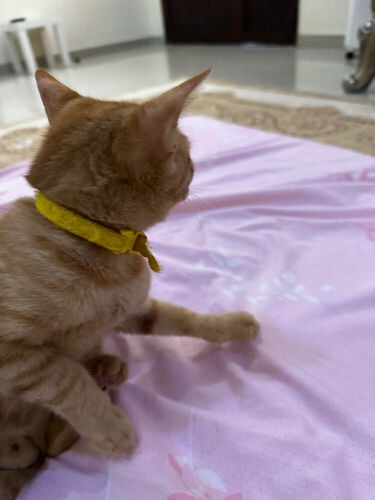 Cats for adoption