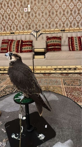 محمد