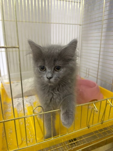 Scottish Straight Kitten Grey
