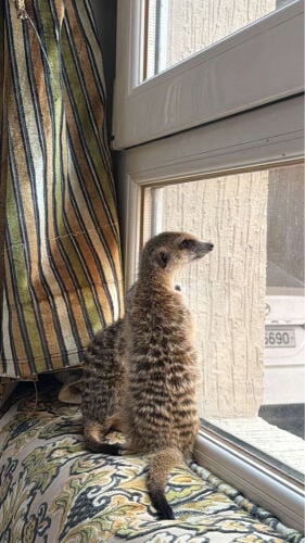 Merkat nut for production