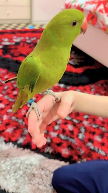 green ring neck parrot 