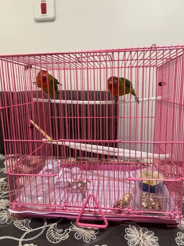 2 love birds with cage