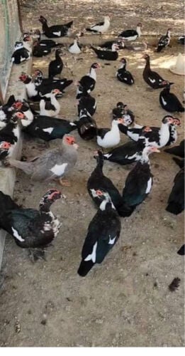للبيع بط مصري باسعار طيبه