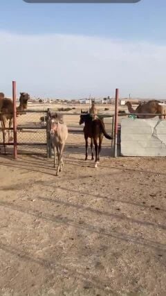 حصان  ذكور