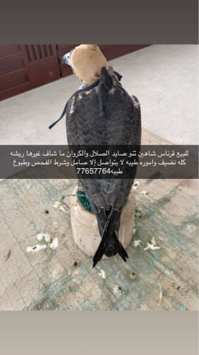 للبيع قرناس شاهين