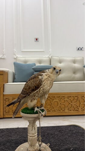 حر