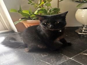 Cat for adoption